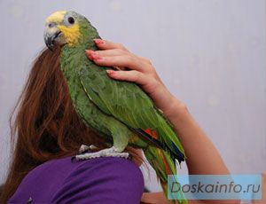 Амазон – разные виды