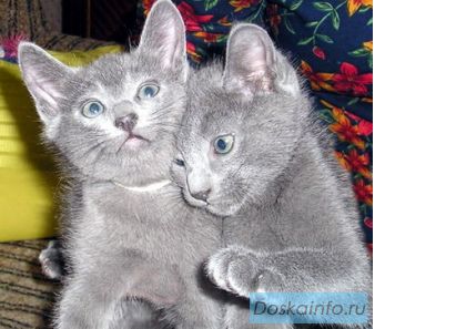 Котята русской голубой кошки.
