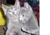 Котята русской голубой кошки.