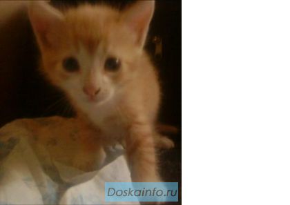 Отдадим котёнка в добрые руки