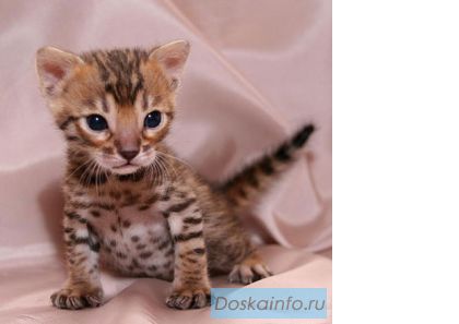 Бенгальские котята окраса снежный барс