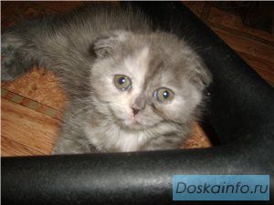 Британские   кошечки