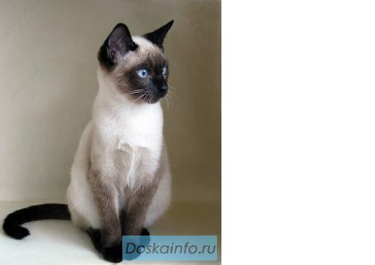 Сиамские (тайские) котята