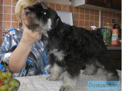 Цвергшнауцеров продаю