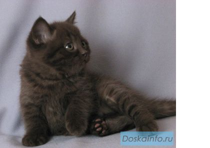 Срочно продаются две британские кошечки. Недорого!