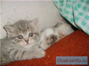 Британские   котята ,  кошечки