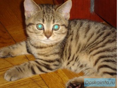 Британские и курильские бобтейлы-котята