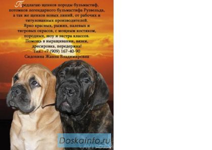 Бульмастифа щенков предлагаю