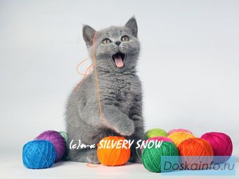 Британские котята - отличный подарок