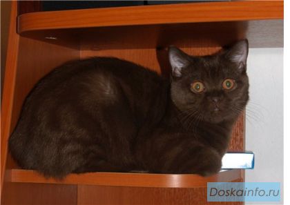 Продается британский шоколадный котенок 