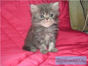 Персидские  котята
