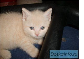 Британские лиловый мрамор   кошечка  и  кремовый котик