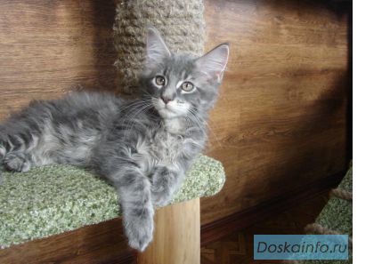 Питомник мейн кунов Victorycoon. Продажа котят