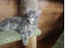 Питомник мейн кунов Victorycoon. Продажа котят