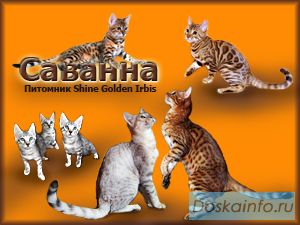 Саванна котята продаются