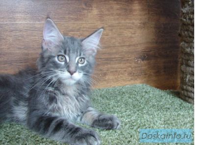 Котята мейн кун из питомника