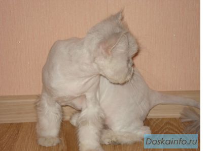 Нежные стрижки котов и кошечек у вас на дому,в салоне. Стрижка персидских, сибирских и др. котов и к