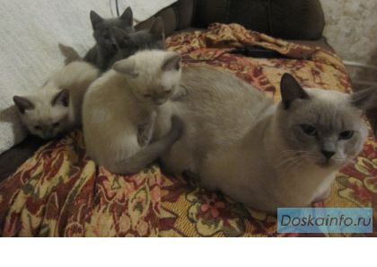 Британские котята редкого окраса!!