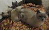 Британские котята редкого окраса!!