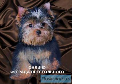 Йоркширский терьер мини девочка