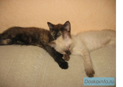 Отдам котят в добрые руки
