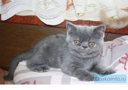 Плюшевые котята