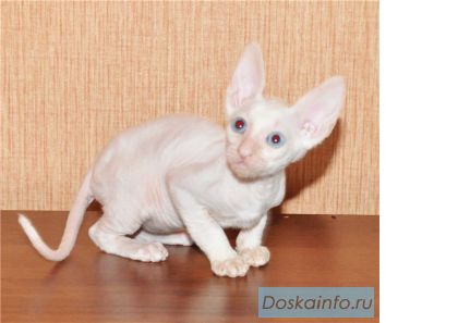 Корниш-рекс кудрявые котята