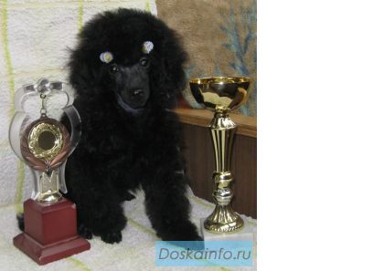 Щенок ТОЙ - ПУДЕЛЯ, черная девочка от черных родителей