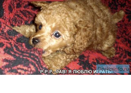 Той пудель щенки окрас ред-абрикосовый. Возраст 2 мес.