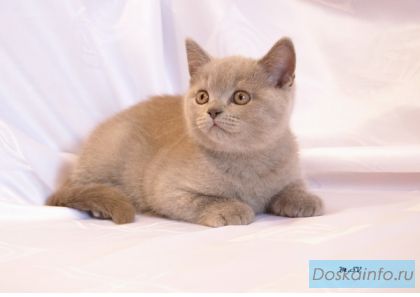Алиментный британский котик