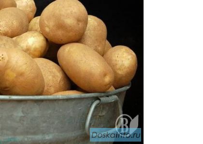 Картофель мелкий и крупный.Лук.