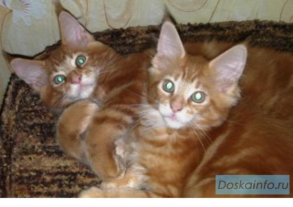 КОТЯТА породы мейн-кун Очень крупные!!!