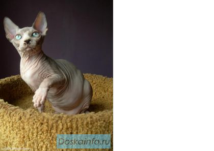 Канадский сфинкс котята. 