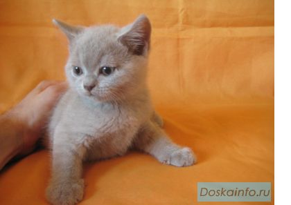 Британские котята шоколадного, голубого и лилового окраса!
