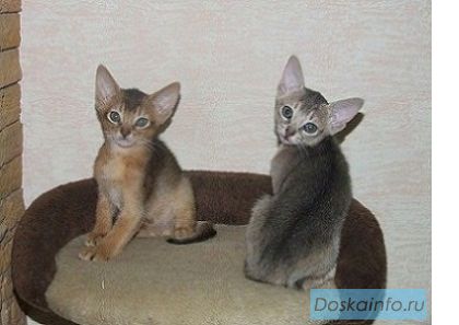 Абиссинские котята 2 мес. из п-ка 'Silver Blossom'.