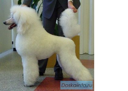 Стрижка собак и кошек.