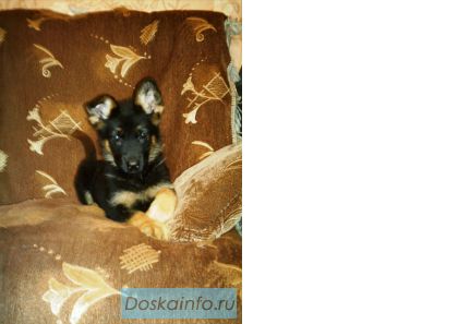 Щенки немецкой овчарки,есть лохмачи.