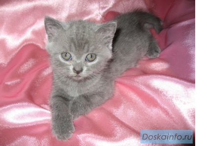 Британские котята недорого