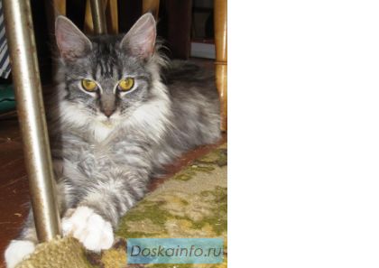 Котёнок Мейн Кун