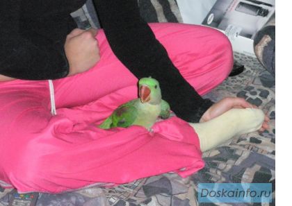 Александрийский попугай