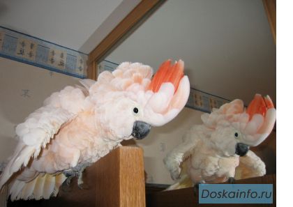 Молуккский какаду