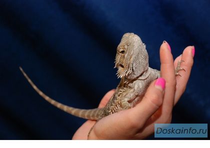 Ручные ящерицы: игуана, хамелеон, бородатая агама, варан, фельзума и др.