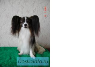 Щенки папийона