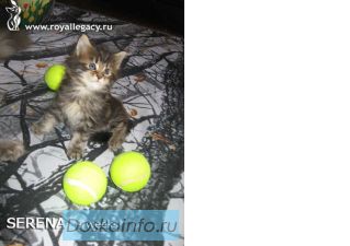 Продам котенка мейн-кун