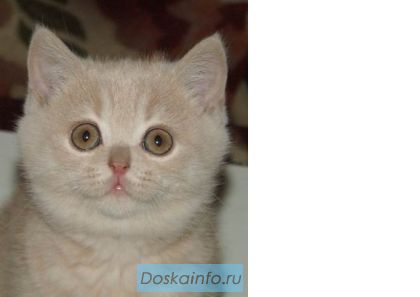 Плюшевый британский котенок продается