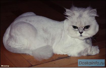 Стрижка кошек, котов Москва и Мо