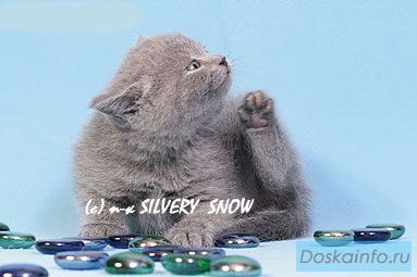 Перспективные британские котята
