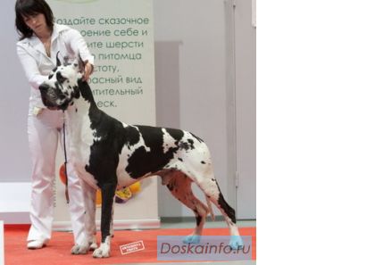 Продам щенков немецкого дога