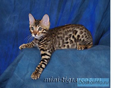 Бенгальская кошка