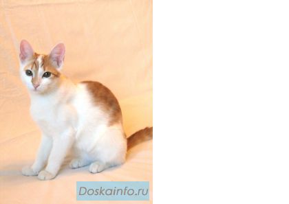 Котенок домашний, девочка 5 мес. ищет дом